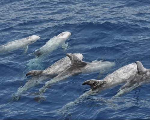 Dolphins Multiacuatic - From South & West
