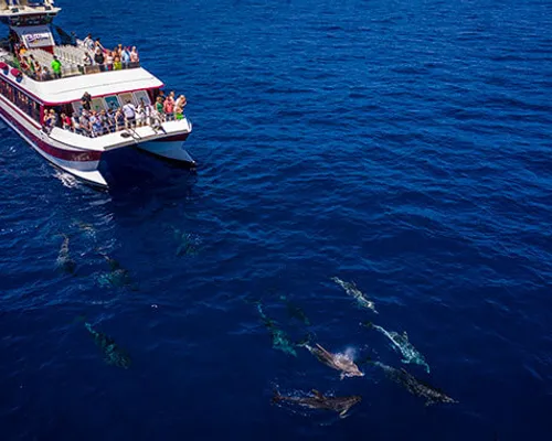 Royal Delfin underwater view boat 