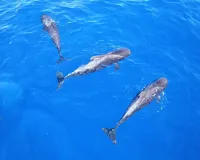 Freebird Catamaran Dolphin & Whalewatching -  From South of Tenerife 