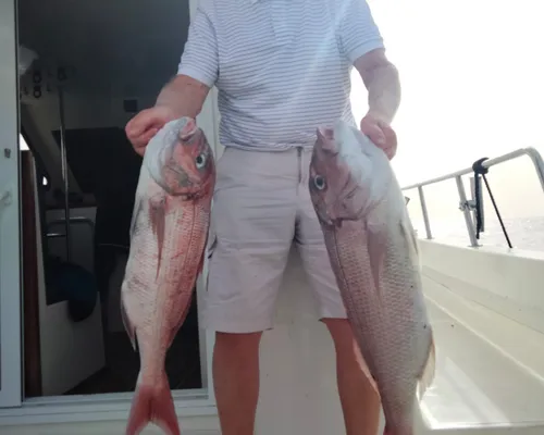 Sportfishing - From South & West