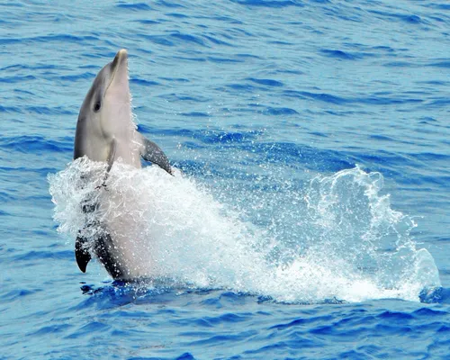 Speedboat "Magic Dolphin"