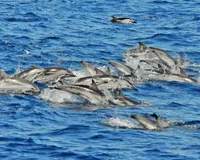Supercat Dolphin & Puerto de Mogán - From South & West